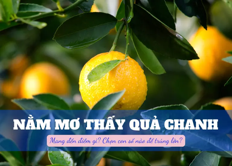 Nằm mơ thấy quả chanh thì nên đánh số mấy? Điềm báo cát hay hung? 6 Nằm mơ thấy quả chanh thì nên đánh số mấy? Điềm báo cát hay hung?