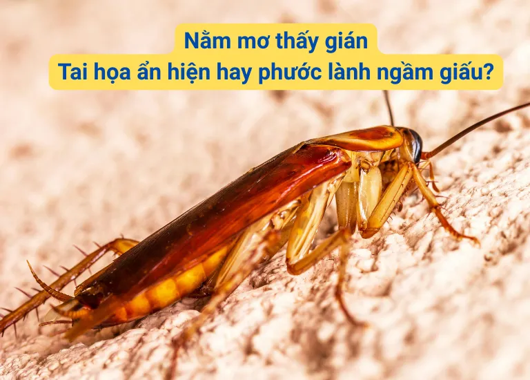 Nằm mơ thấy gián: Tai họa ẩn hiện hay phước lành ngầm giấu? 6 Nằm mơ thấy gián: Tai họa ẩn hiện hay phước lành ngầm giấu?
