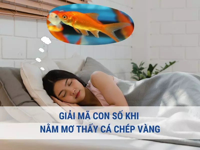 Giải mã con số khi nằm mơ thấy cá chép vàng