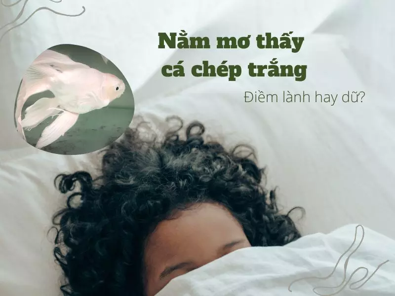 Nằm mơ thấy cá chép trắng