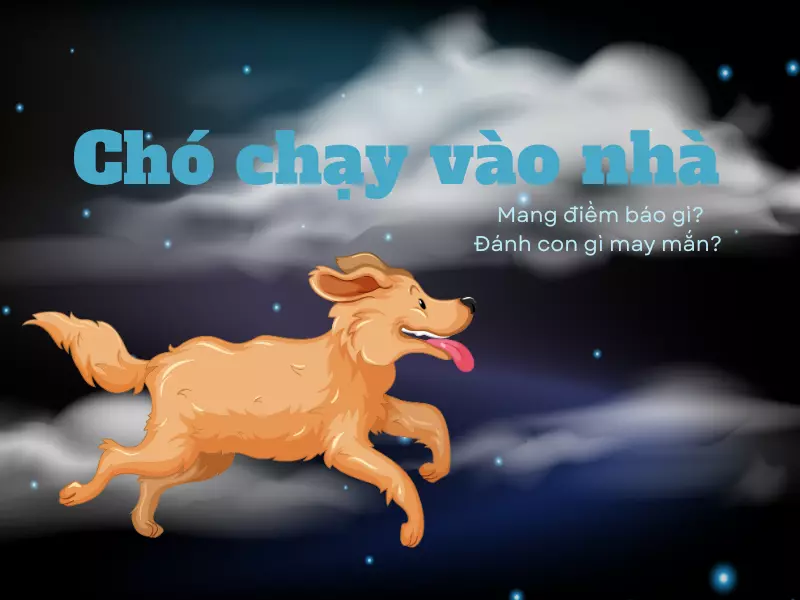 Chó chạy vào nhà đánh con gì?