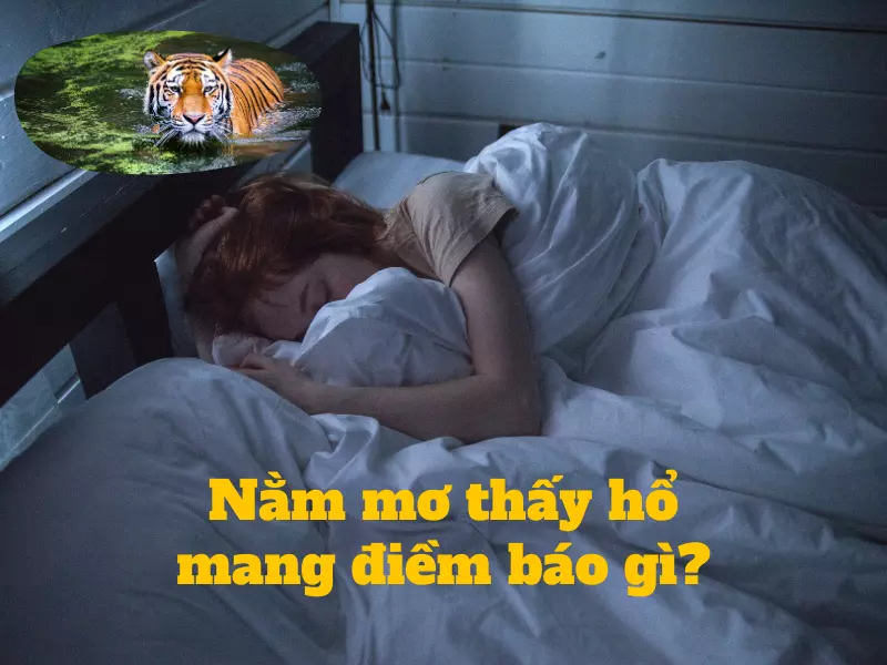 Nằm mơ thấy hổ có ý nghĩa gì?
