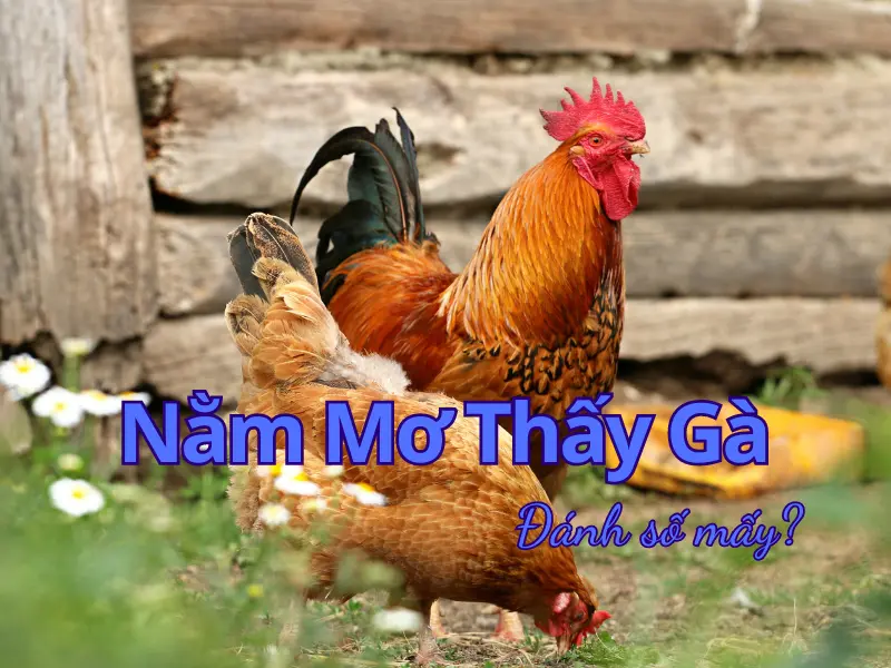 nằm mơ thấy gà