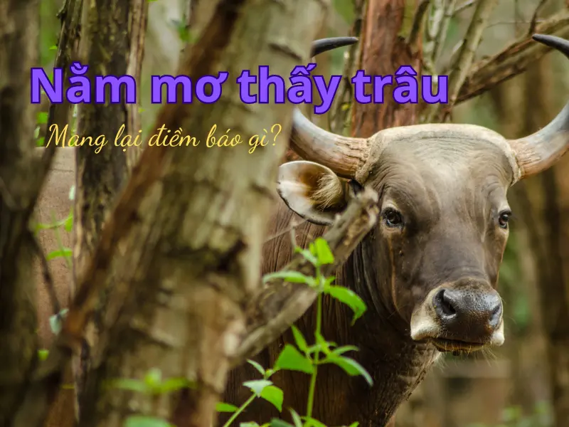 nằm mơ thấy trâu