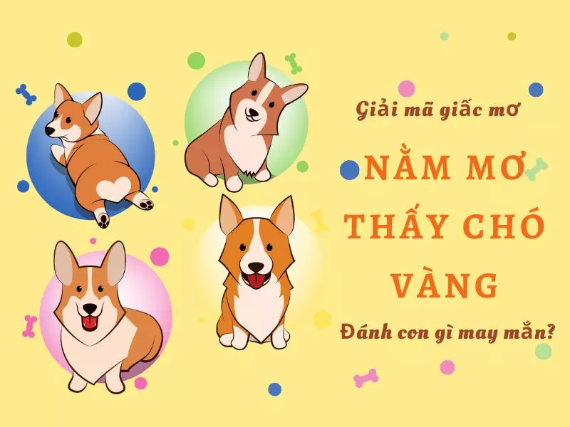 Nằm mơ thấy chó vàng