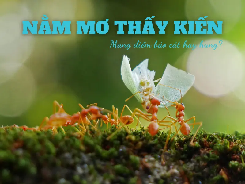 nằm mơ thấy kiến