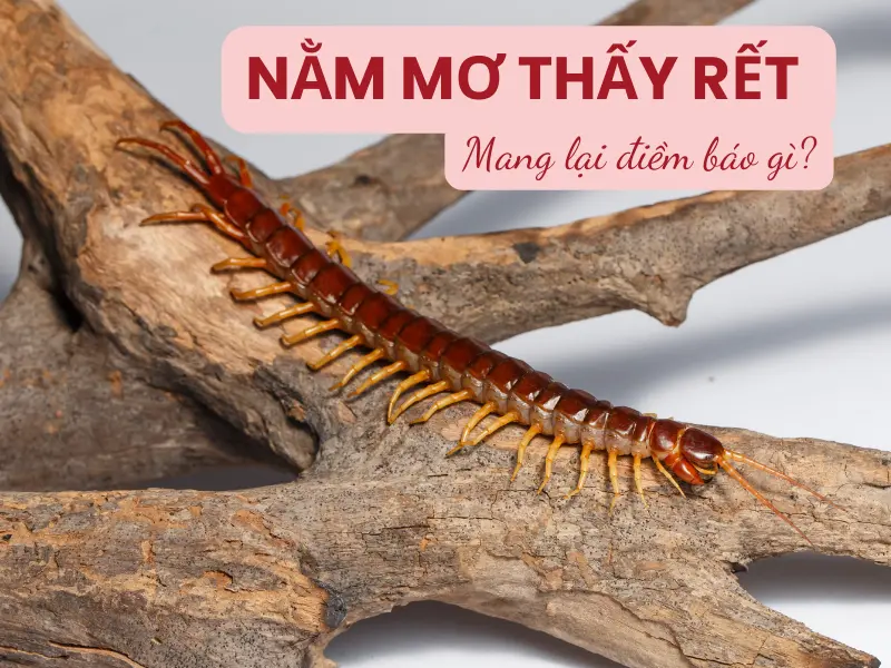 Nằm mơ thấy rết