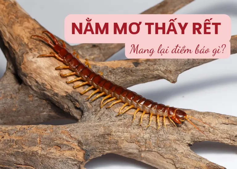 Nằm mơ thấy rết đánh con số nào may mắn? Có điềm báo bí ẩn gì?