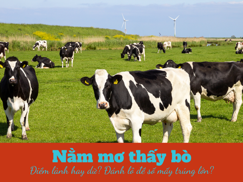 Nằm mơ thấy bò