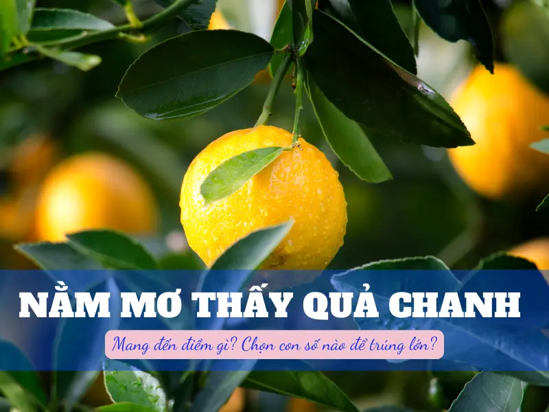 Nằm mơ thấy quả chanh