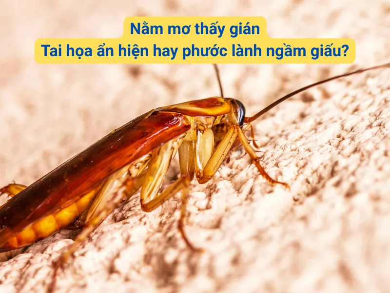 Nằm mơ thấy gián: Tai họa ẩn hiện hay phước lành ngầm giấu?